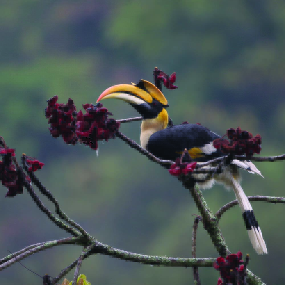 Bhutan Bird Checklist: Rare Himalayan Birds & Expert Birding Guide
