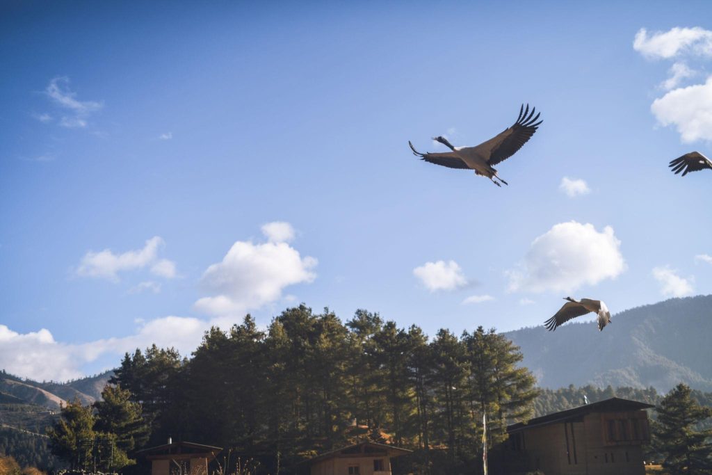 Birding Bhutan – Phobjikha & Trongsa Birding Circuit